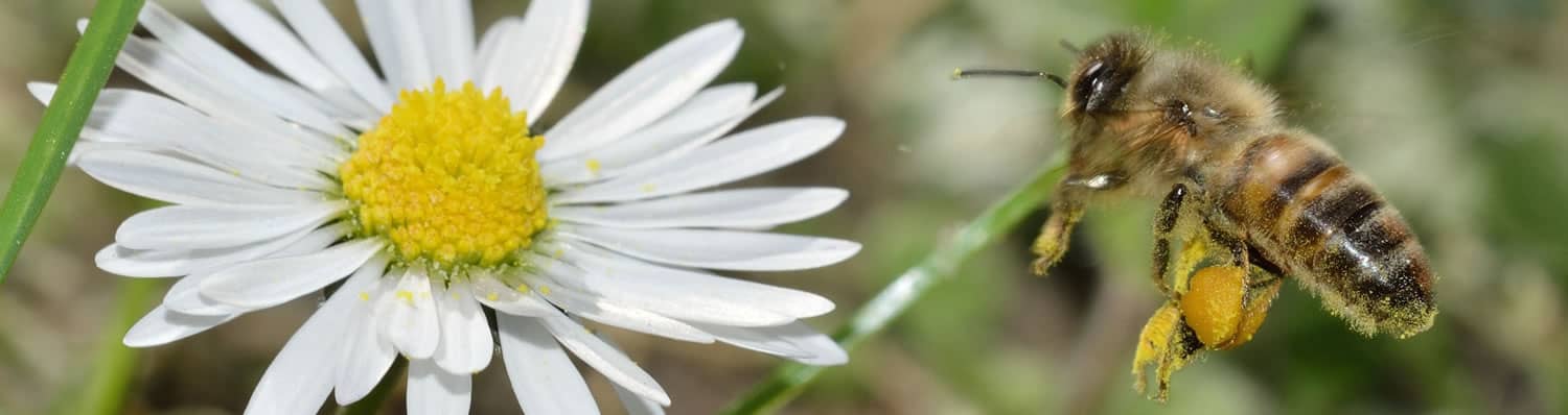 A Busy Honey Bee Beekeepers in Galway - A Busy Honey Bee