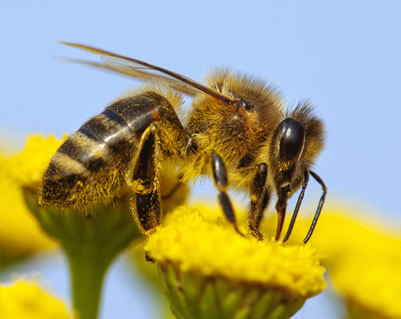 Honeybee Collecting Nectar