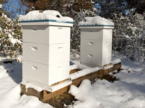 Snow Covered Hives in Winter