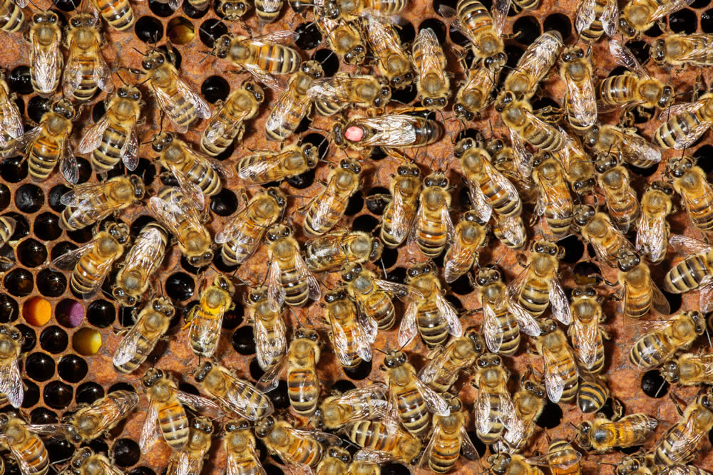 oney Bees on Comb with their Queen