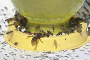 External Feeder on Beehive
